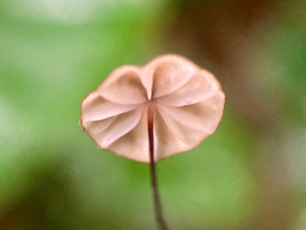 Marasmius sasicola
