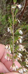 Erica fuscescens