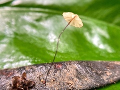 Marasmius sasicola
