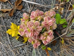 Glehnia