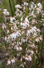 Erica fuscescens