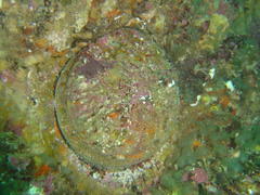 Haliotis midae