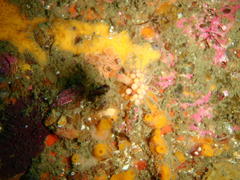 Tubulariidae