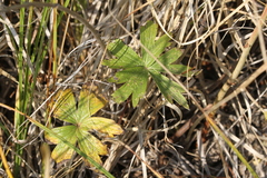 Anemonastrum canadense