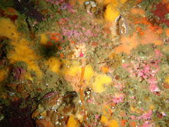 Tubulariidae