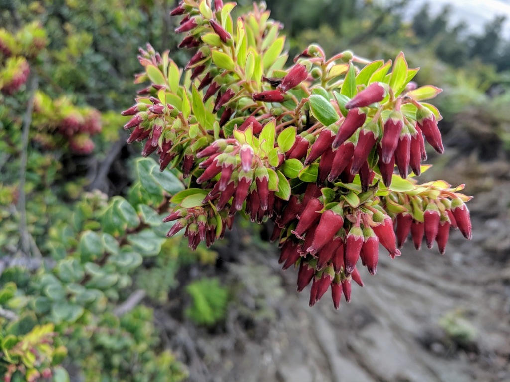 Javan blueberry