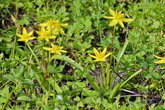 Pauridia gracilipes gracilipes