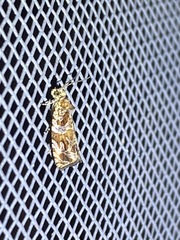 Olethreutes permundana