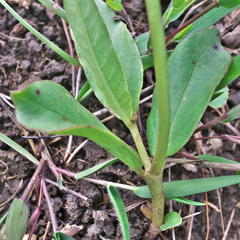Asclepias fulva