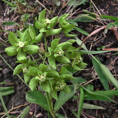 Asclepias fulva