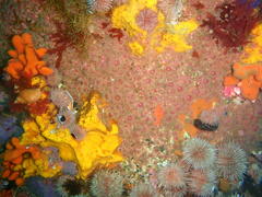Corynactis annulata