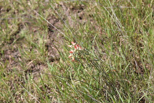 Echeveria bifida