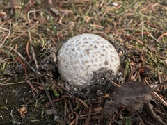 Calbovista subsculpta