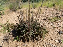 Penstemon subulatus