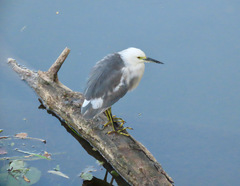 Egretta caerulea × thula