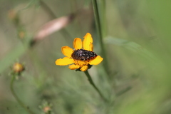 Acmaeodera mudgei