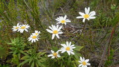 Osmitopsis osmitoides