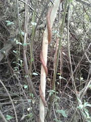 Muehlenbeckia tamnifolia