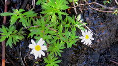 Osmitopsis osmitoides