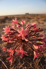 Brunsvigia bosmaniae