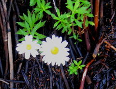 Osmitopsis osmitoides