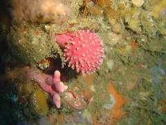 Alcyonium variabile