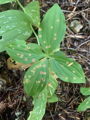 Puccinia porphyrogenita