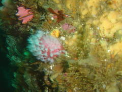 Alcyonium variabile