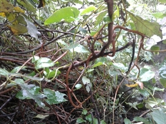 Muehlenbeckia tamnifolia