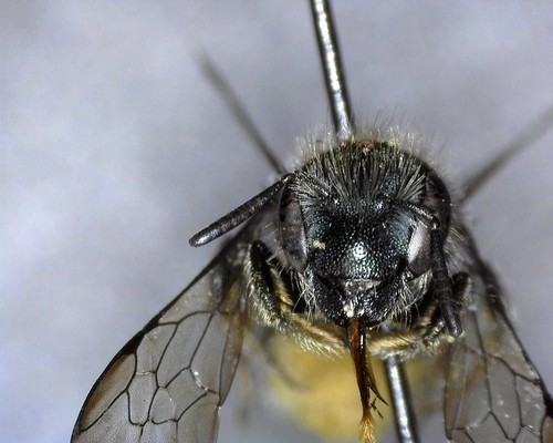iNaturalist observation photo of Osmia glauca
