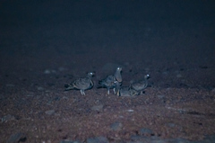 Pterocles lichtensteinii