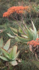 Aloe striata