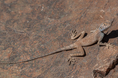 Pseudotrapelus