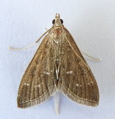 Mecyna mustelinalis