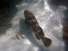 Epinephelus malabaricus