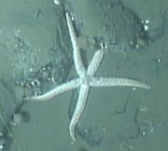 Stylasterias forreri