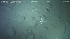 Stylasterias forreri