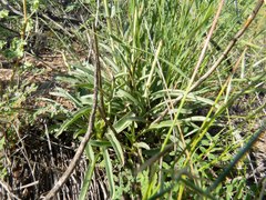 Penstemon subulatus