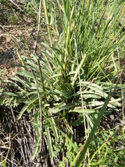 Penstemon subulatus