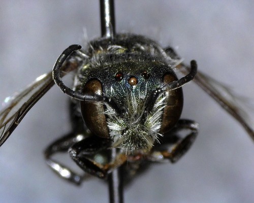 iNaturalist observation photo of Osmia nemoris