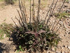 Penstemon subulatus