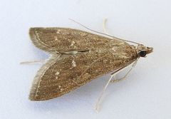 Mecyna mustelinalis