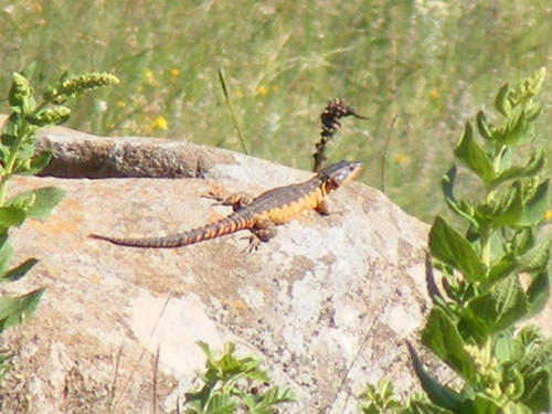 Pseudocordylus melanotus