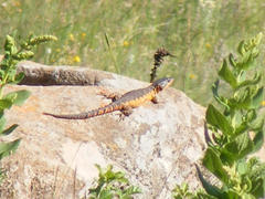 Pseudocordylus melanotus