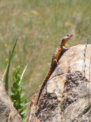 Pseudocordylus melanotus