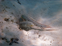 Valenciennea longipinnis