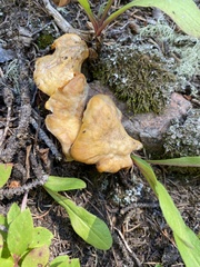 Cantharellus roseocanus