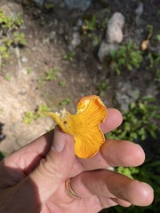 Cantharellus roseocanus