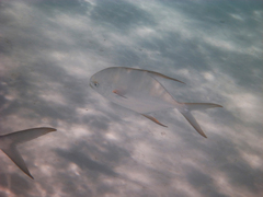 Trachinotus blochii