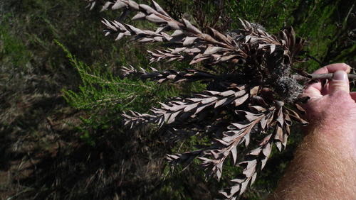 Paranomus reflexus, photograph 4